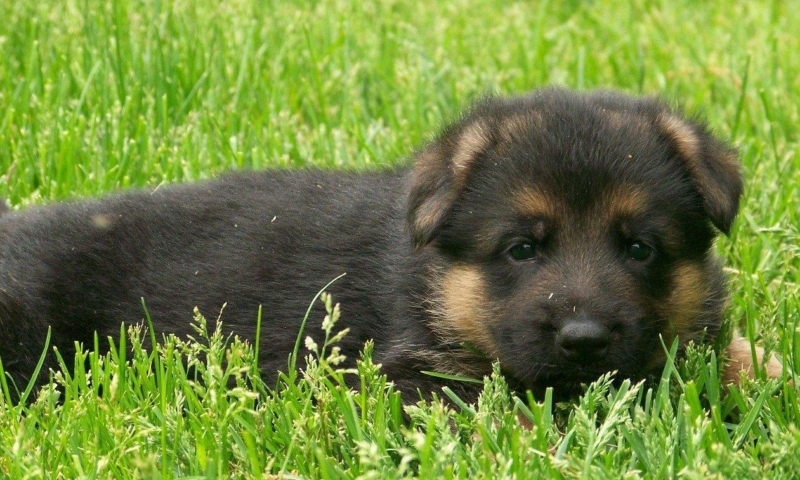 german shepherd puppies wisconsin german shepherd puppies for sale in wisconsin photo german shepherd puppies wisconsin german shepherd puppies for sale in wisconsin photo