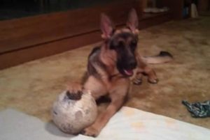 Rooney and Danas Puppy