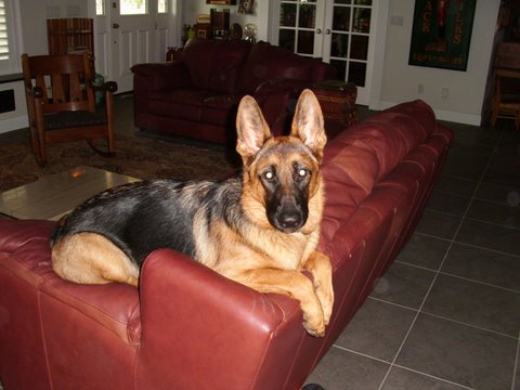 gretchen