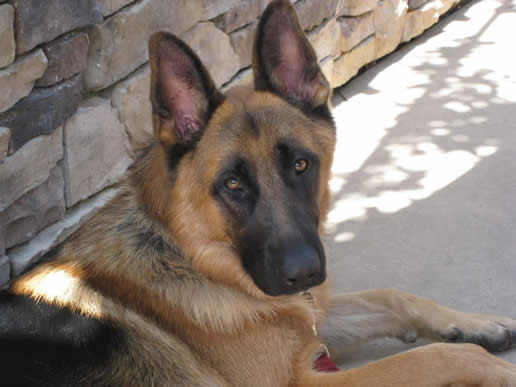 Hogan