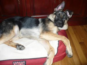Thor