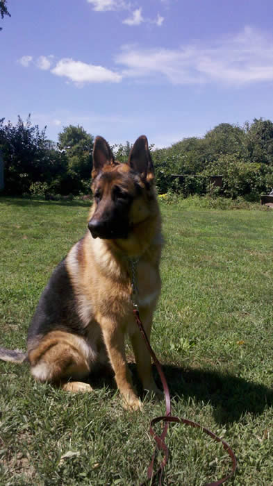 Shoka