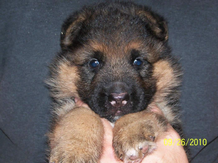 Puppy shoka
