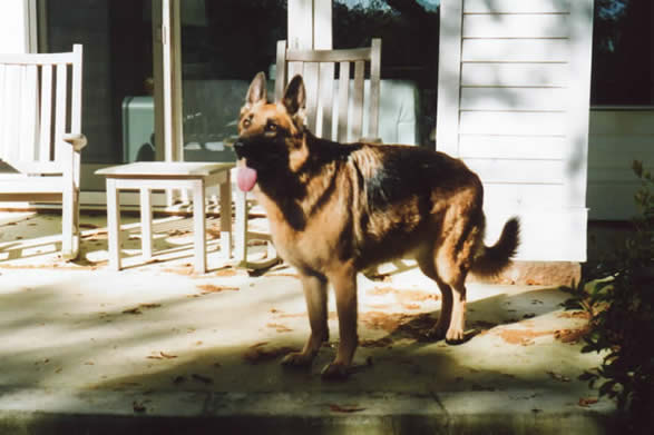 rosie