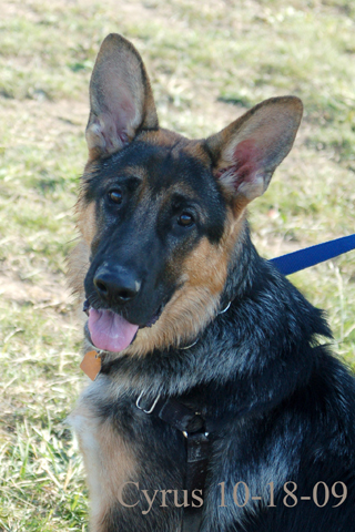 Cyrus
