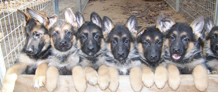 German Shepherd Breeding 