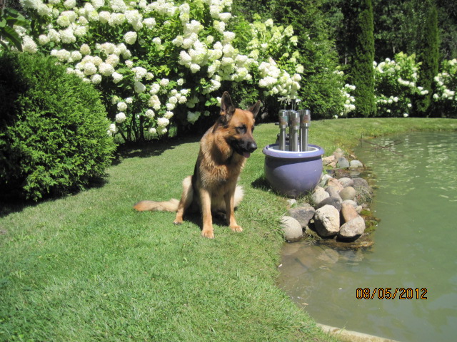 zena