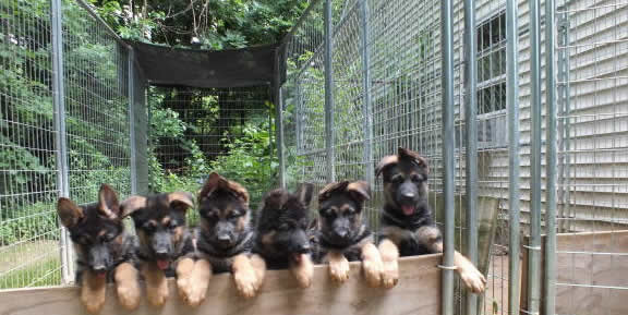 German Shepherd Puppies for sale