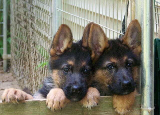 German Shepherd puppies for 