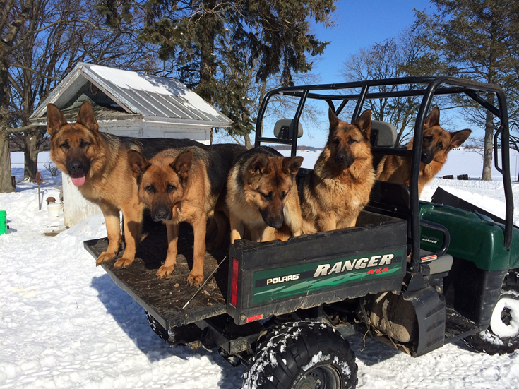 Purebred German Shepherds for Sale