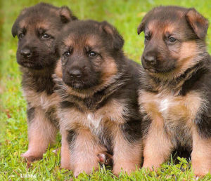 Purebred German Shepherds for Sale