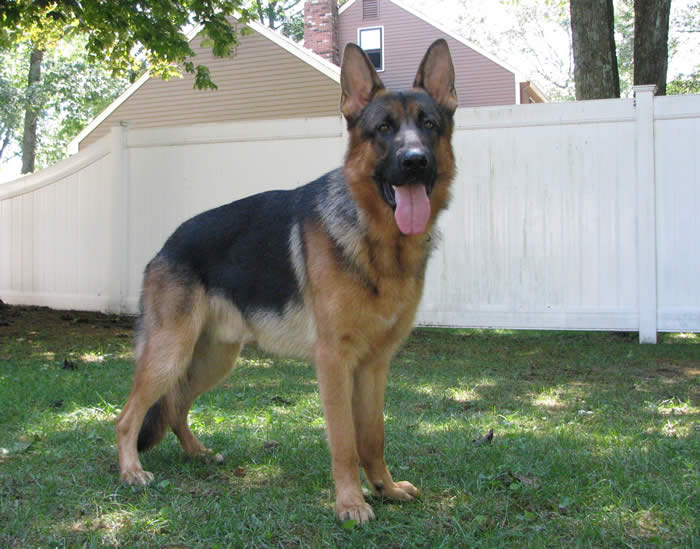 Kolenda Kennels Reviews Buy a German Shepherd with Kolenda Kennels