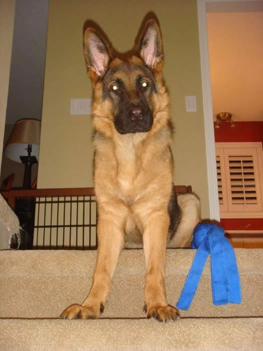 titan