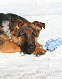 zeus