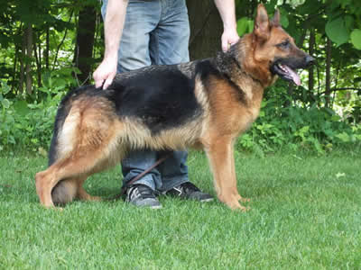 View Ferrie 'A' Hips & Elbows, DM Free, Daughter of V ( SG17 ) World Sieger Show Tim von Fidelius IPO3