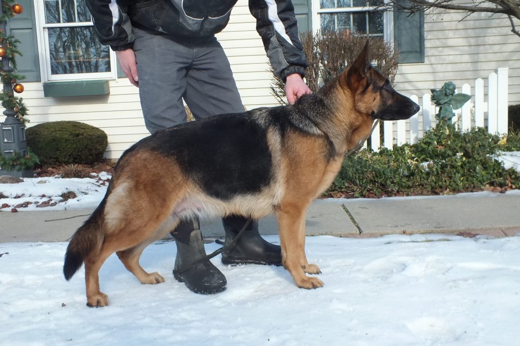 View Astra Regius Line IGP1, 'A' hips & elbows, DM Free