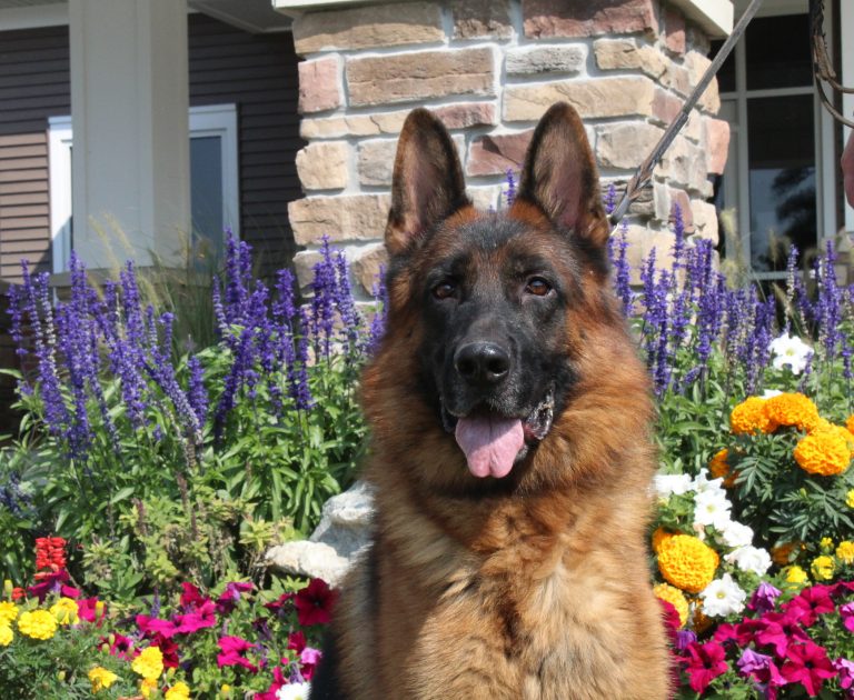 German Shepherd Breeder