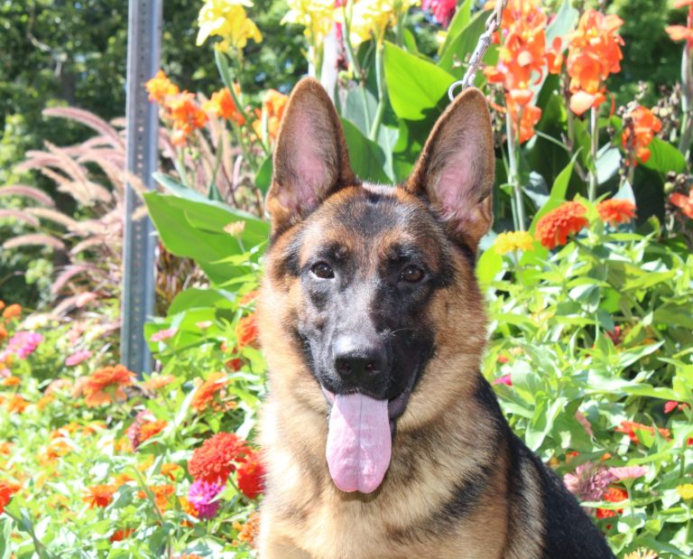 German Shepherd Adults for Sale, Imported German Shepherds for sale