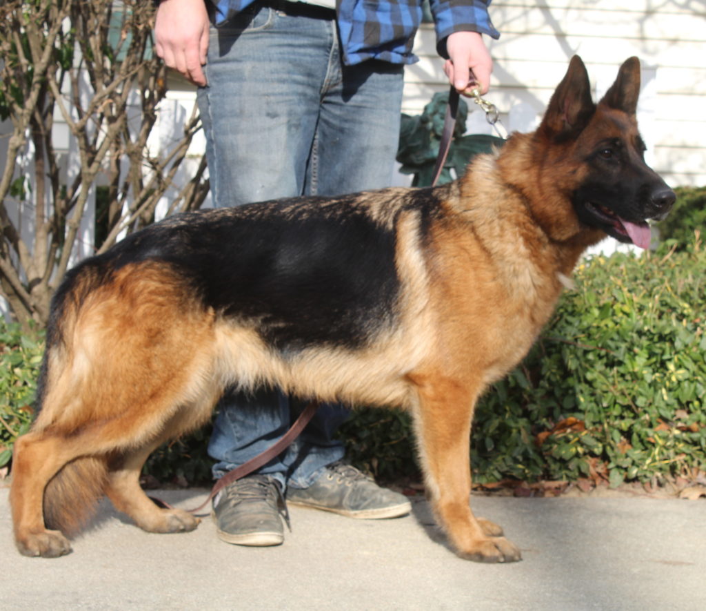 View Poppy vom Kolenda 'A' Hips & Elbows DM Free ~ Daughter of VA Taifun vom St. Michaels-Berg IPO3