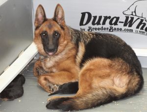 Nikita and pups