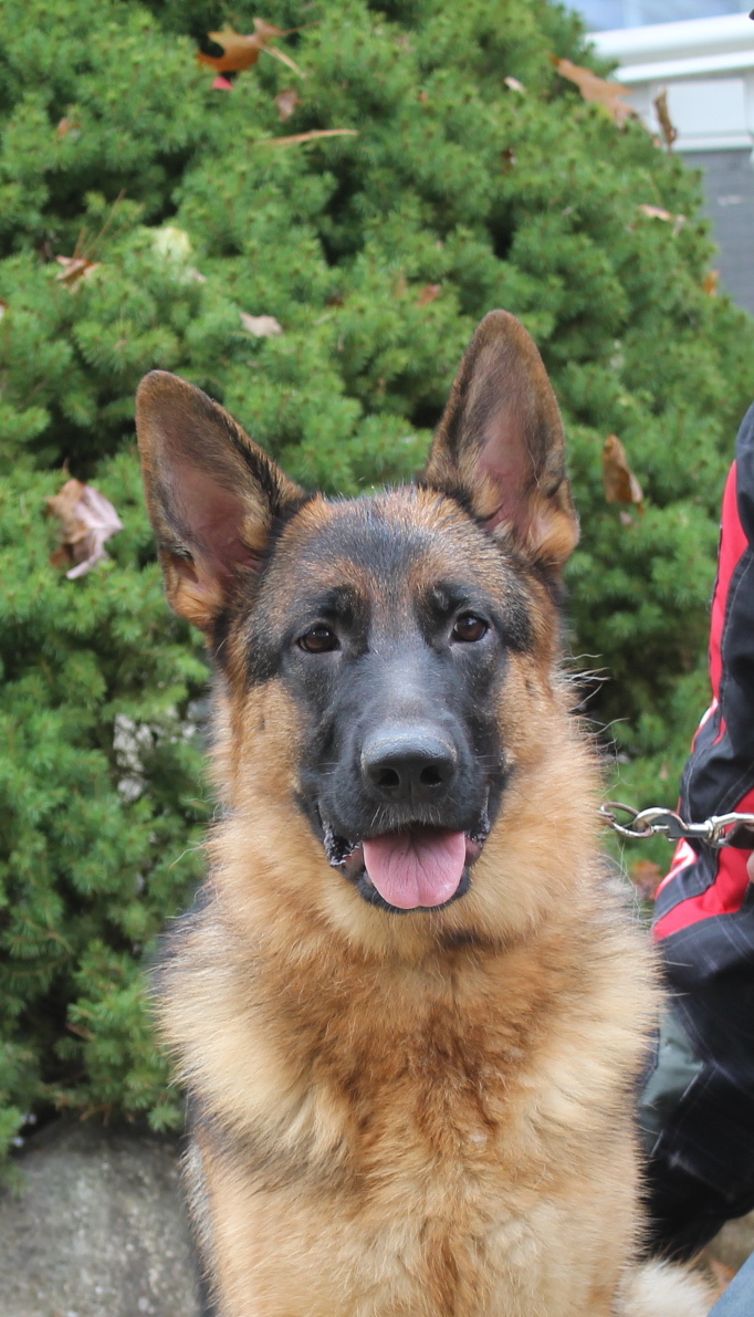 Adult German Shepherd for Sale , Michigan German Shepherds