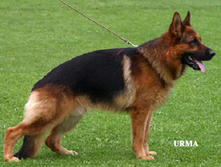 German Shepherd Facts