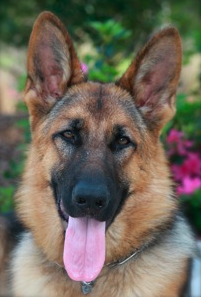 German shepherd facts