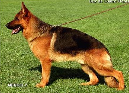 german shepherd facts