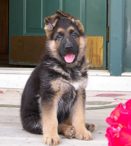 older german shepherd puppy for sale