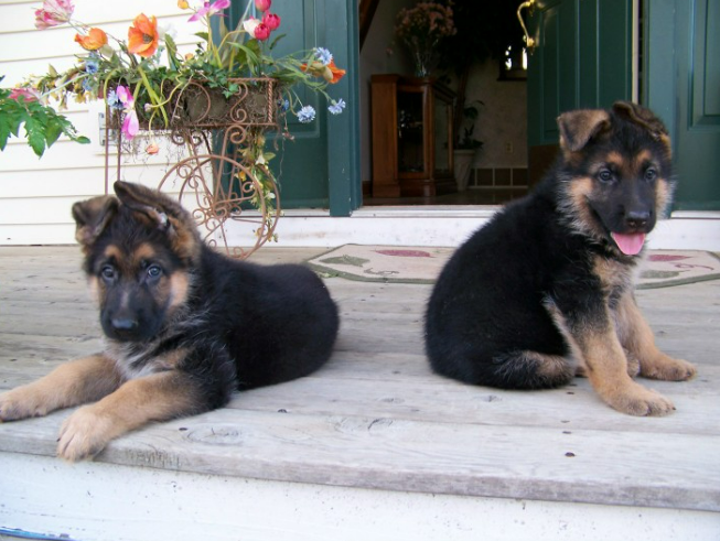 older german shepherd puppy for sale