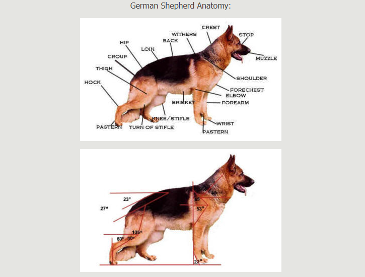 german shepherd anatomy