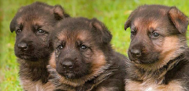 German Shepherd Facts