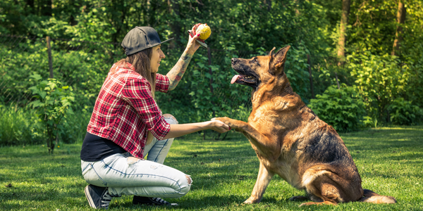 train your puppy with german commands 