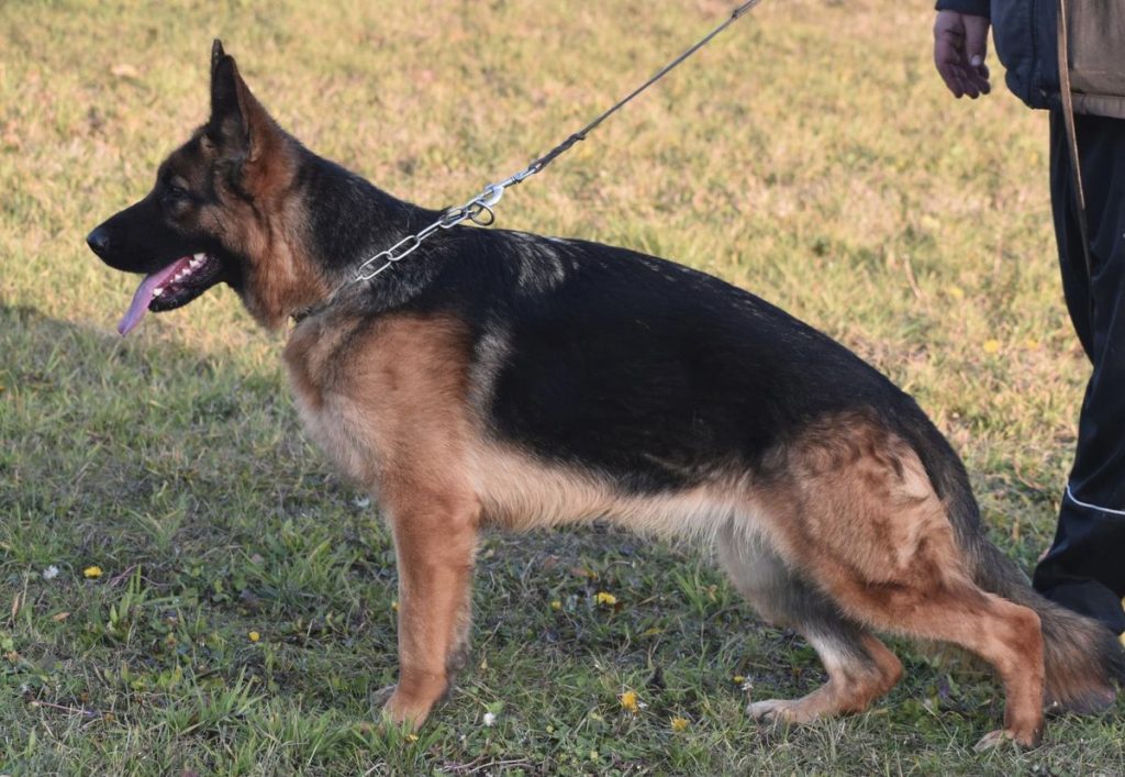 View Lili Sidereus Canis 'A' Hips & Elbows, DM Free
