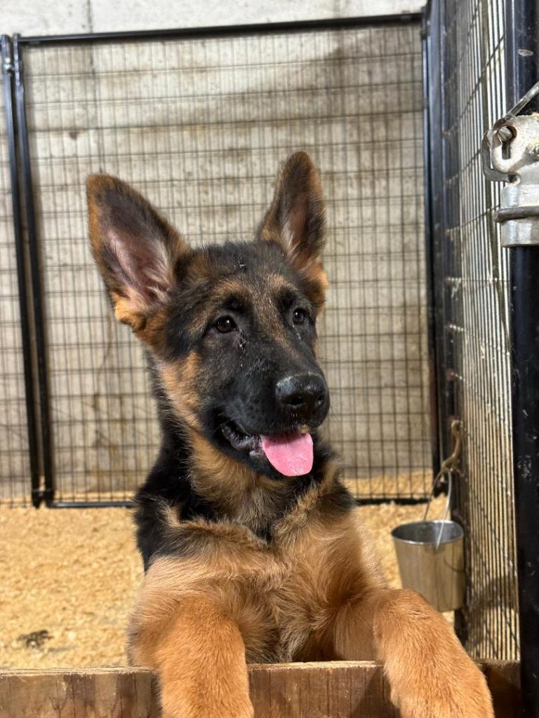 Price of a german shepherd dog