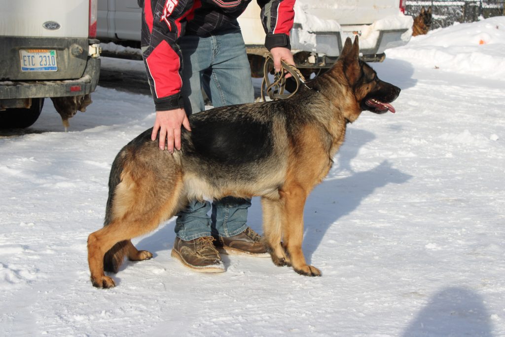 View Astra Regius Line IGP1, 'A' hips & elbows, DM Free