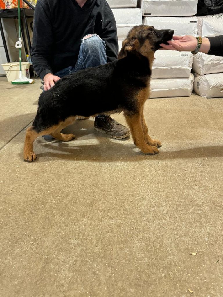 young german shepherd dogs