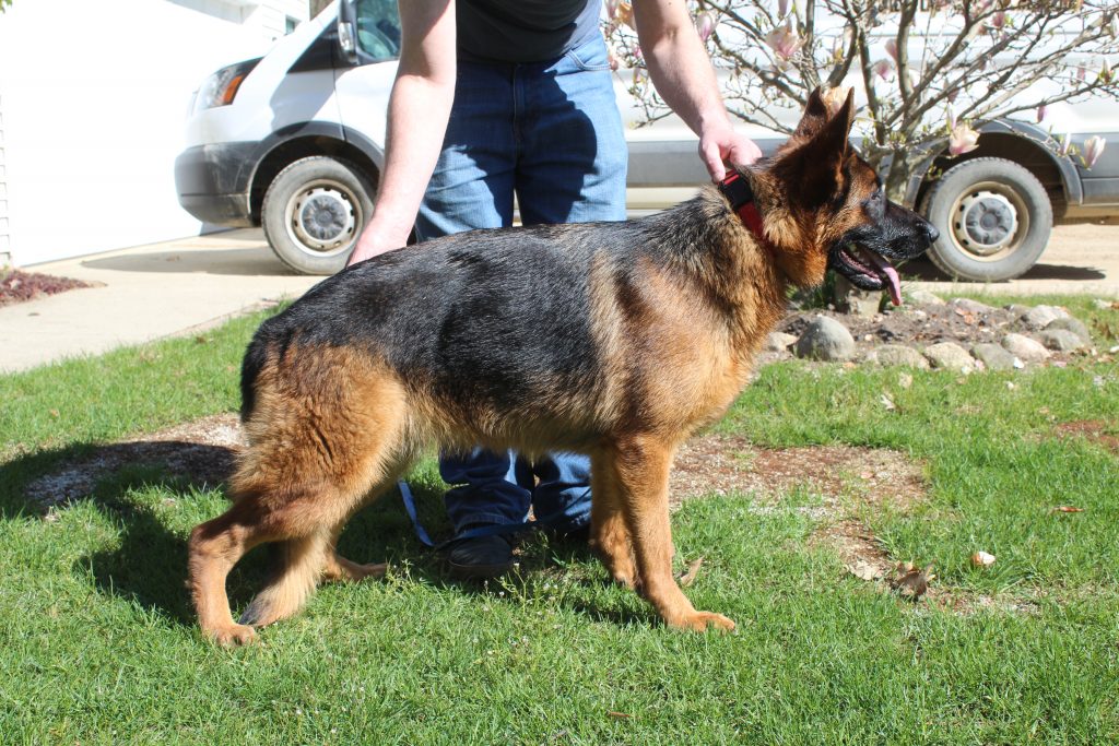 View Olive vom Kolenda 'A' Normal Hips & Elbows DM Clear Clear - Daughter Of V Furst Finnley von den Lahnhohoe IPO3