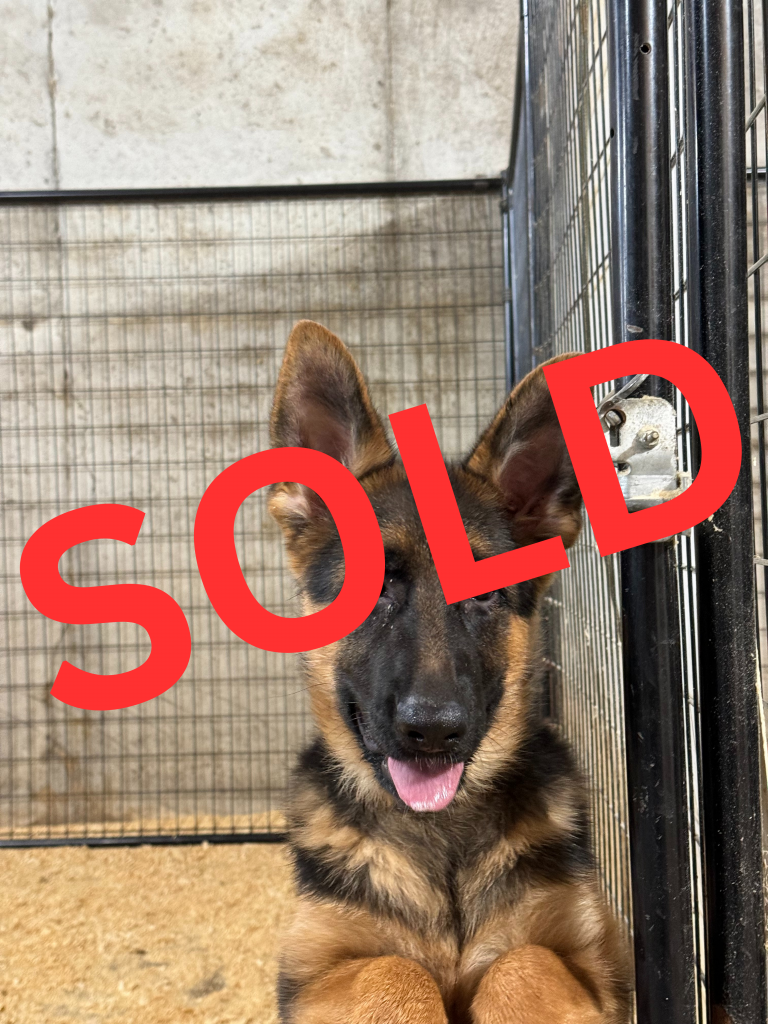 german shepherd dogs for sale near me
