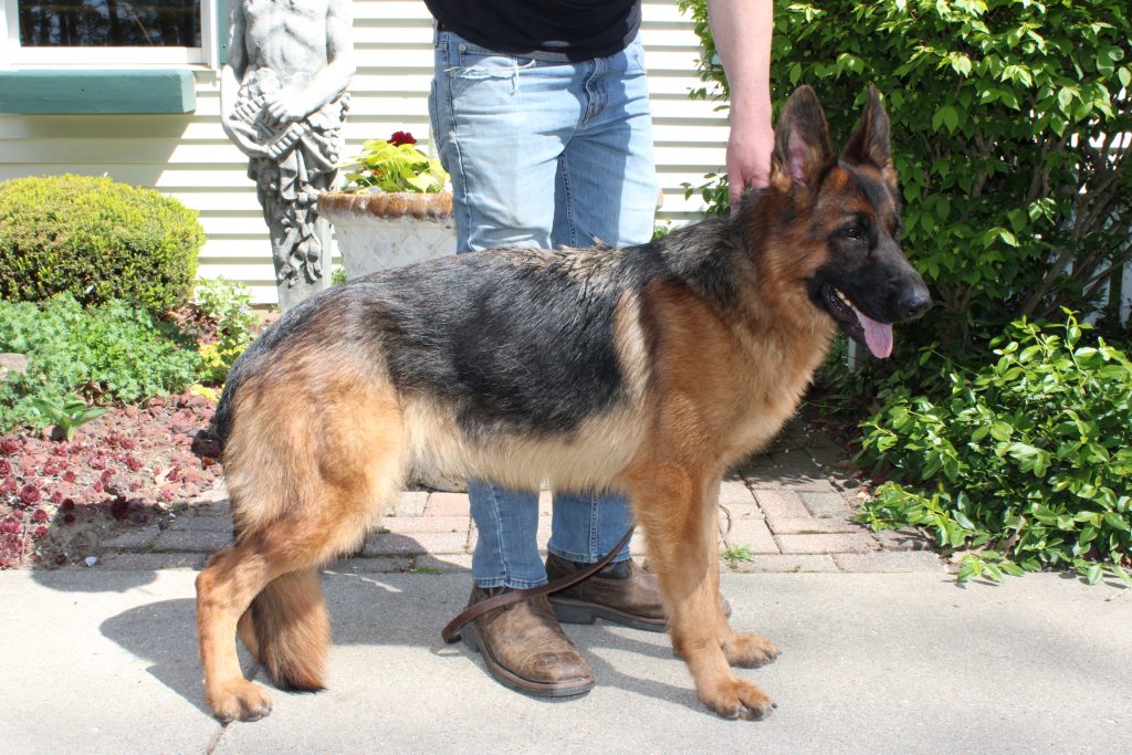View Raven vom Kolenda 'A' Hips & Elbows, DM Free, Daughter of V Furst Finnley von den Lahnhohoe IPO3