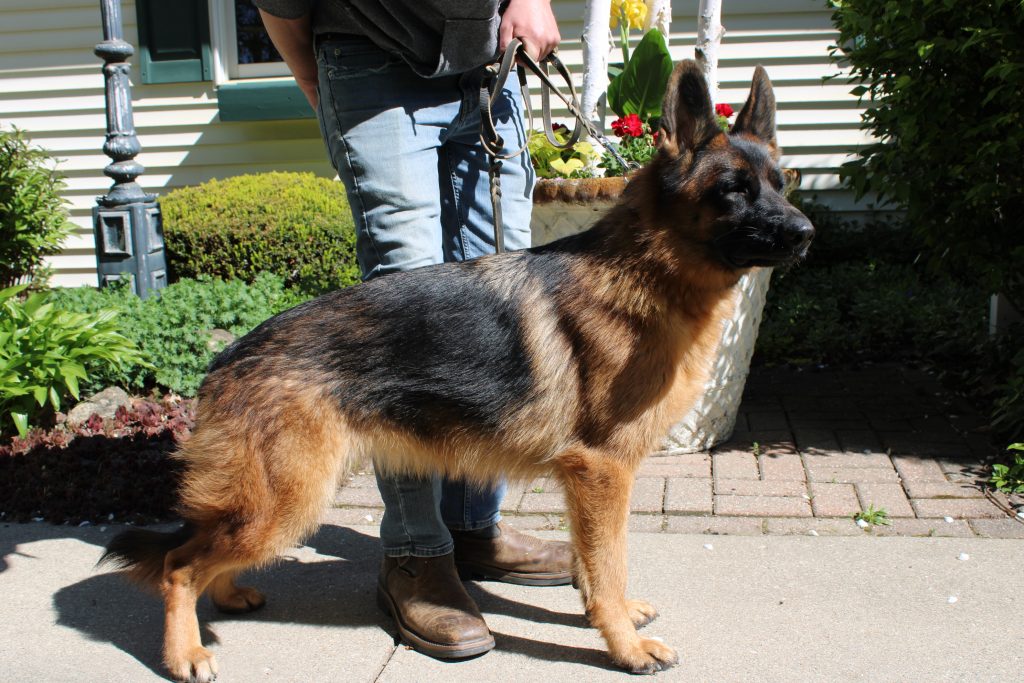 View Chloe vom Kolenda 'A' Hips & Elbows, DM Free, Daughter of V Furst Finnley von den Lahnhohoe IPO3