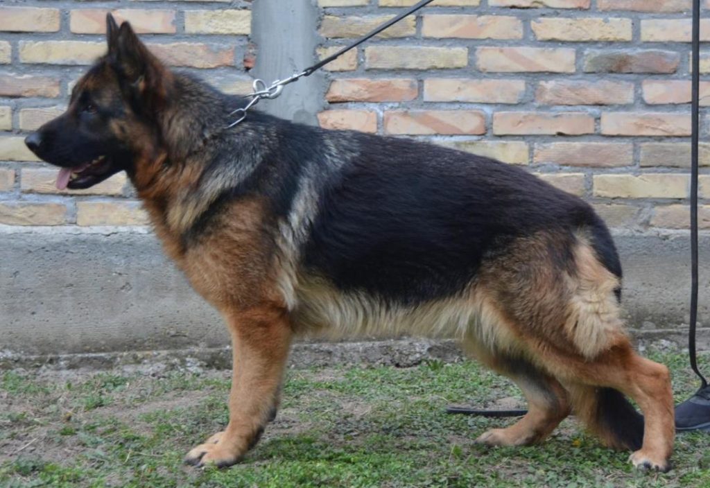 View Astra Regius Line IGP1, 'A' hips & elbows, DM Free