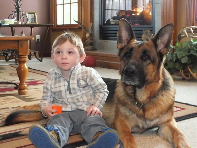 German Shepherd Puppies for Sale