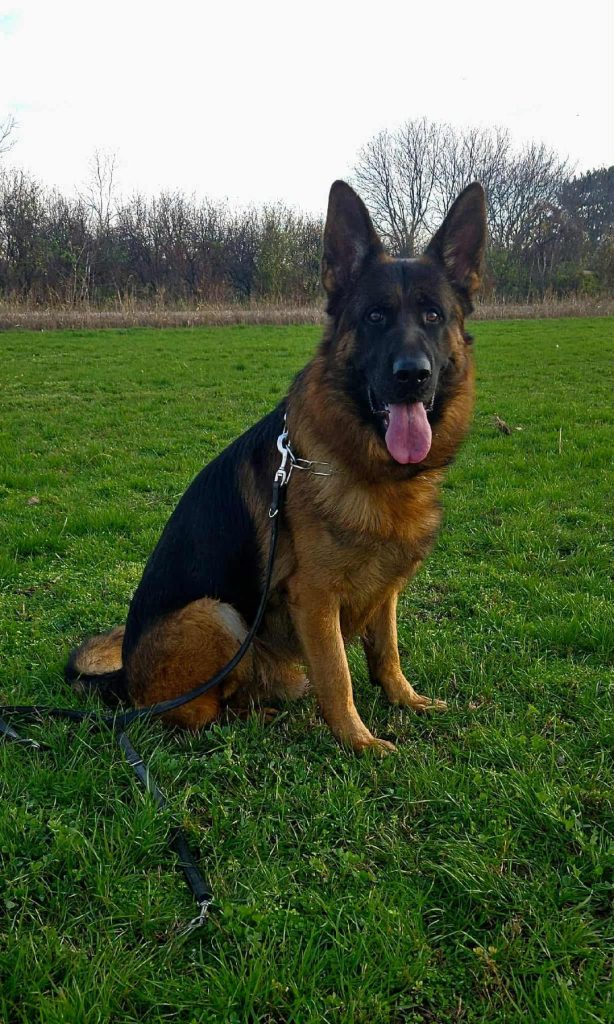 VA Grover Kevin Timeless