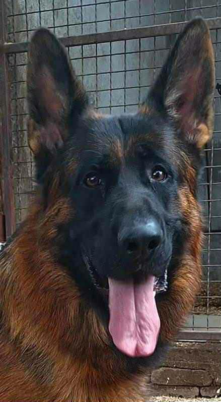 VA Grover Kevin Timeless