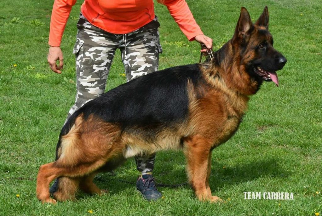 View VA Grover Kevin Timeless IGP3 Kkl 1a