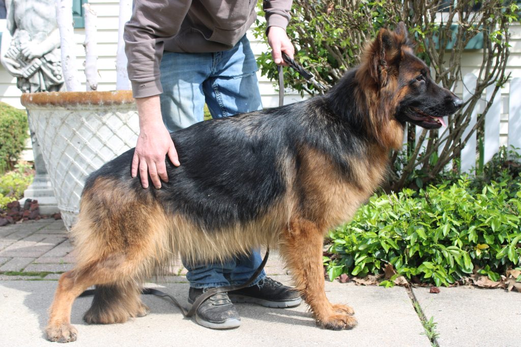 View Matilda vom Kolenda 'A' Hips & Elbows, DM Free