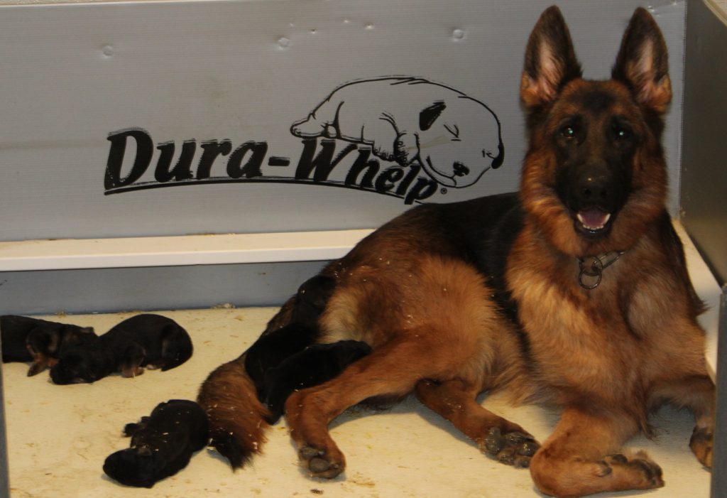 Raven and puppies