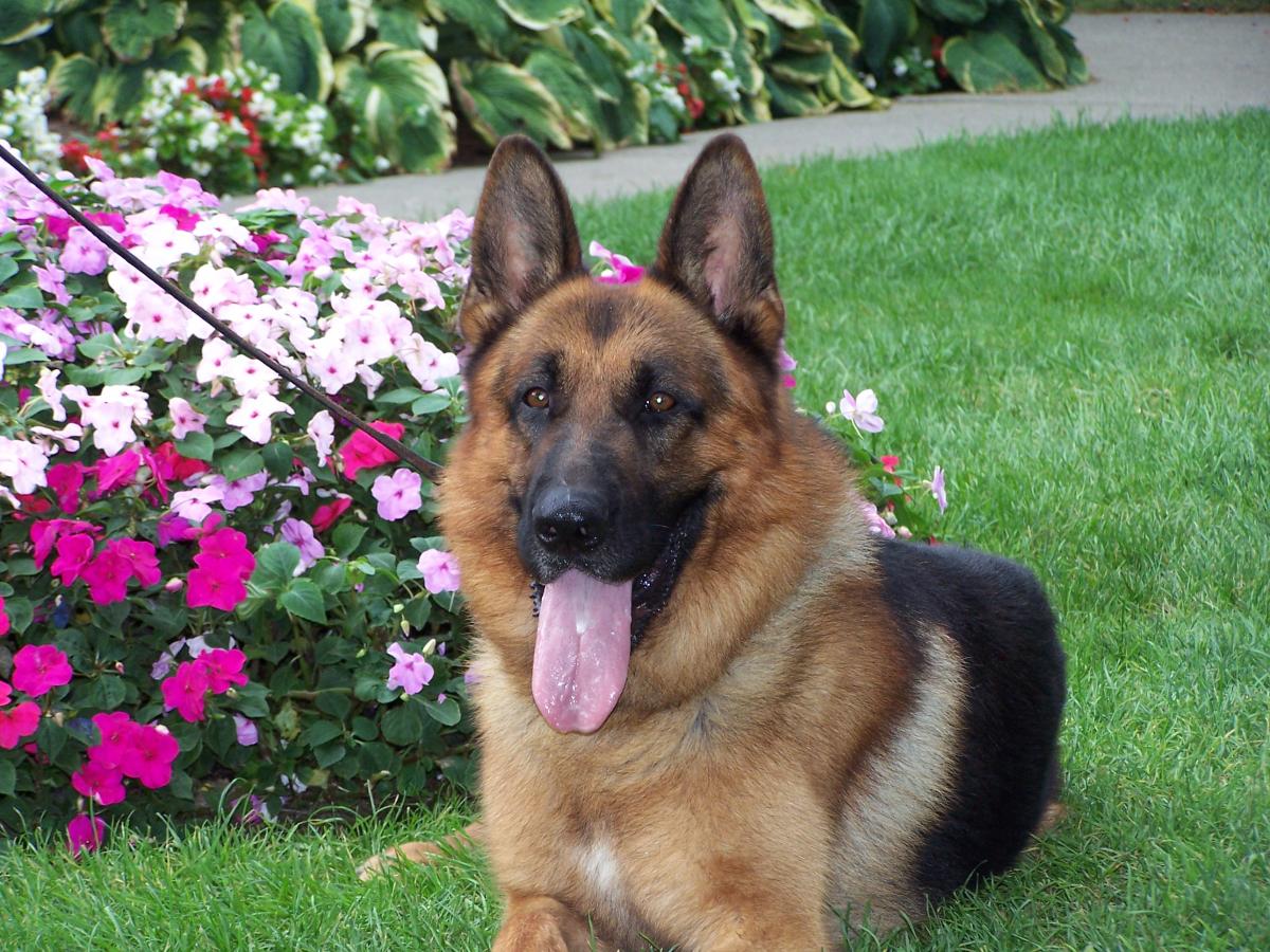 akc german shepherd breeders near me